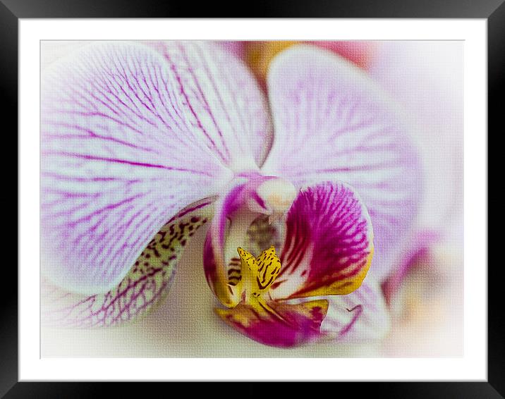 Pink Orchid Framed Mounted Print by Mark Llewellyn
