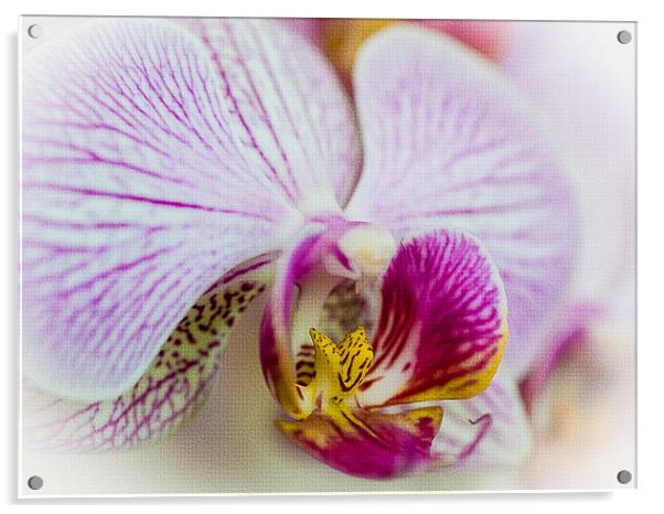 Pink Orchid Acrylic by Mark Llewellyn
