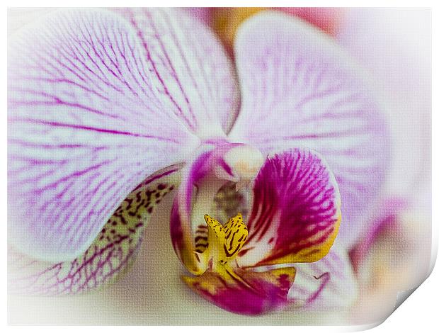 Pink Orchid Print by Mark Llewellyn