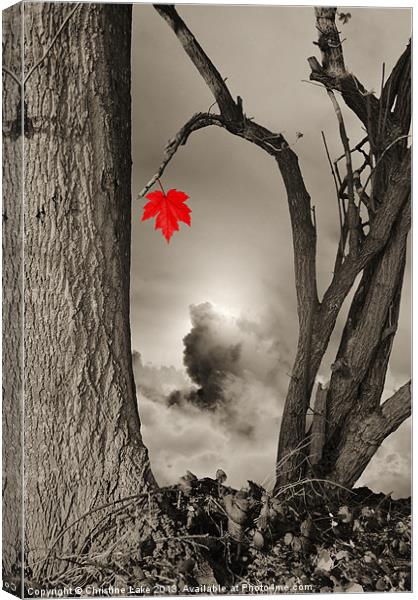 Colour Me Red Canvas Print by Christine Lake