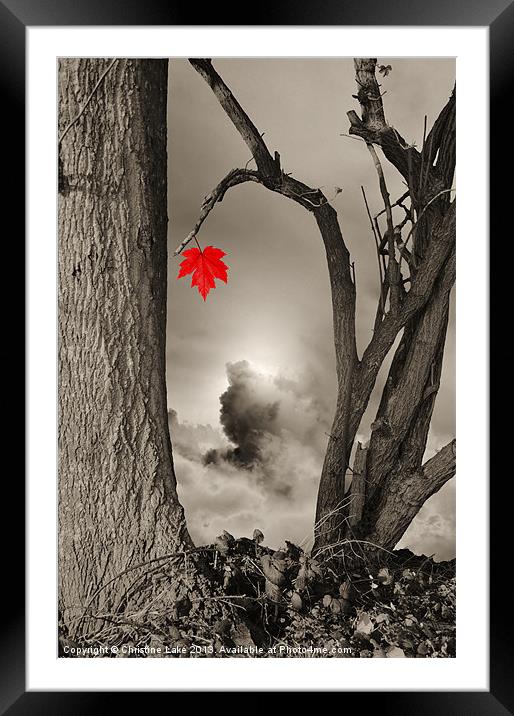 Colour Me Red Framed Mounted Print by Christine Lake