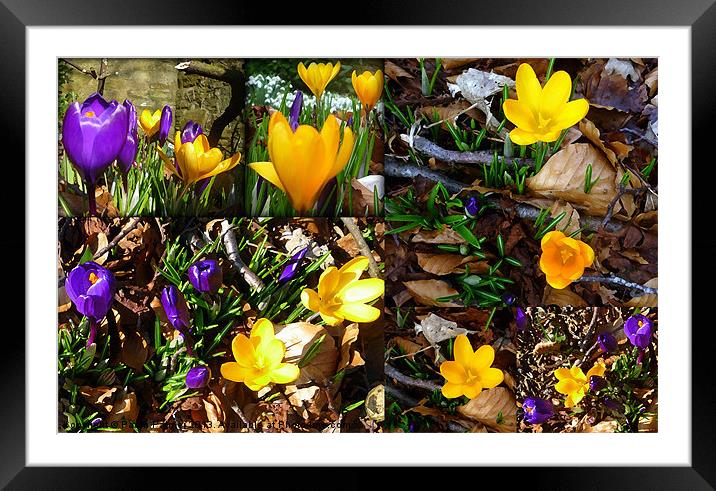 Arty crocus collage Framed Mounted Print by Paula Palmer canvas