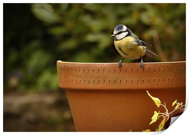 BLUE TIT ON OLD POT Print by Anthony R Dudley (LRPS)