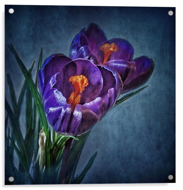 Purple Crocus Acrylic by Debra Kelday