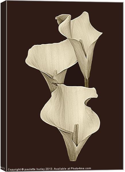 Cream Calla Lilly. Canvas Print by paulette hurley