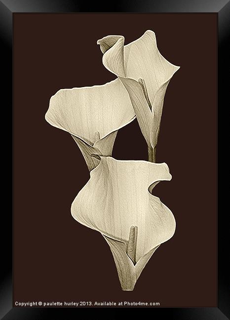 Cream Calla Lilly. Framed Print by paulette hurley