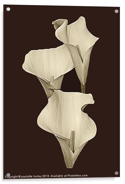 Cream Calla Lilly. Acrylic by paulette hurley