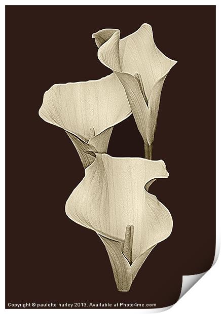 Cream Calla Lilly. Print by paulette hurley