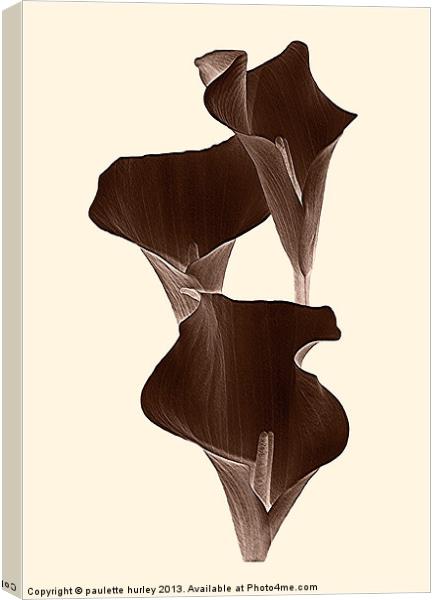 Brown Calla Lilly. Canvas Print by paulette hurley