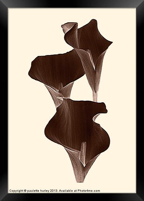 Brown Calla Lilly. Framed Print by paulette hurley