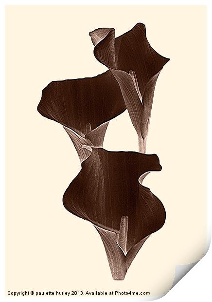Brown Calla Lilly. Print by paulette hurley