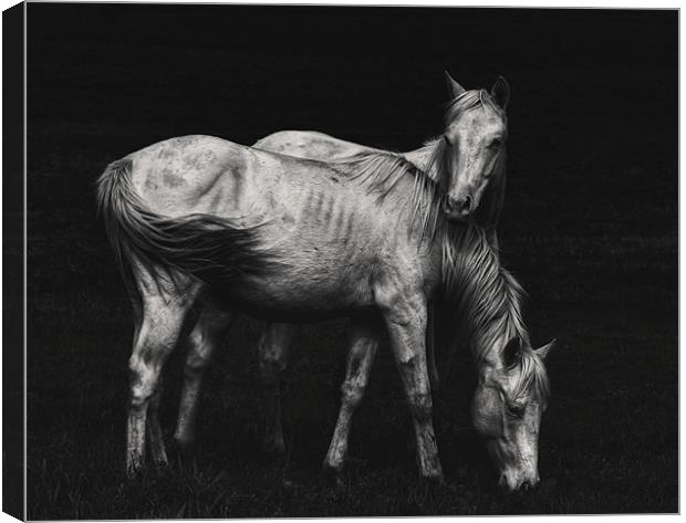 Wild Horses Canvas Print by heather rivet