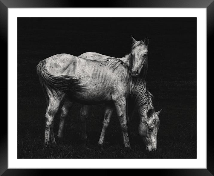 Wild Horses Framed Mounted Print by heather rivet