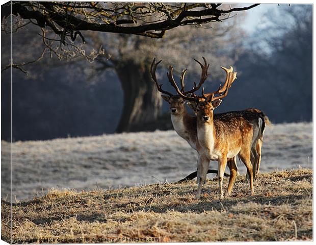 Fallow Deer Stags Canvas Print by RSRD Images 