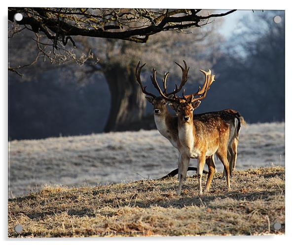 Fallow Deer Stags Acrylic by RSRD Images 