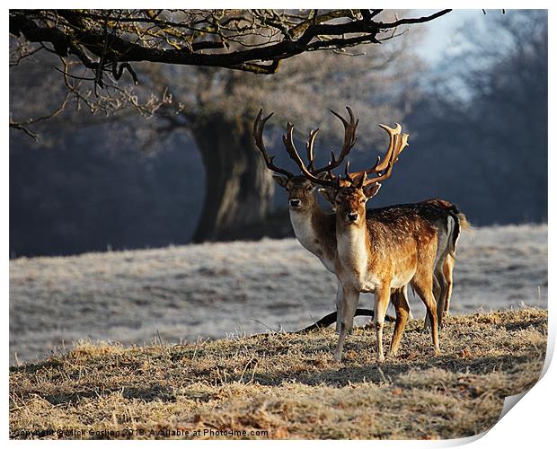Fallow Deer Stags Print by RSRD Images 