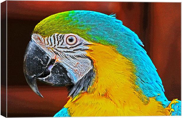 Colourful Macaw Canvas Print by Rachel & Martin Pics