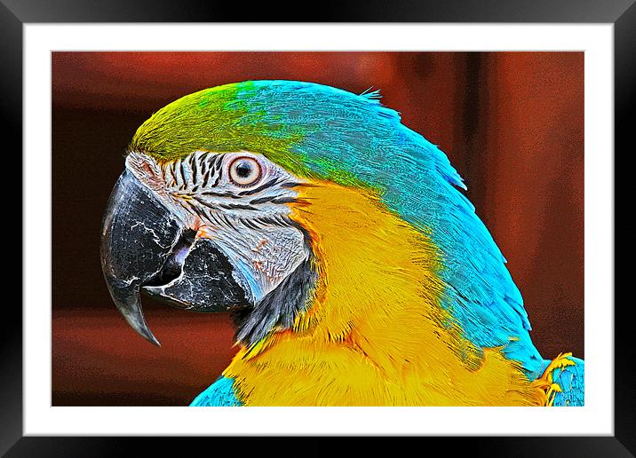 Colourful Macaw Framed Mounted Print by Rachel & Martin Pics