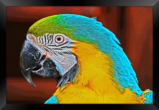 Colourful Macaw Framed Print by Rachel & Martin Pics