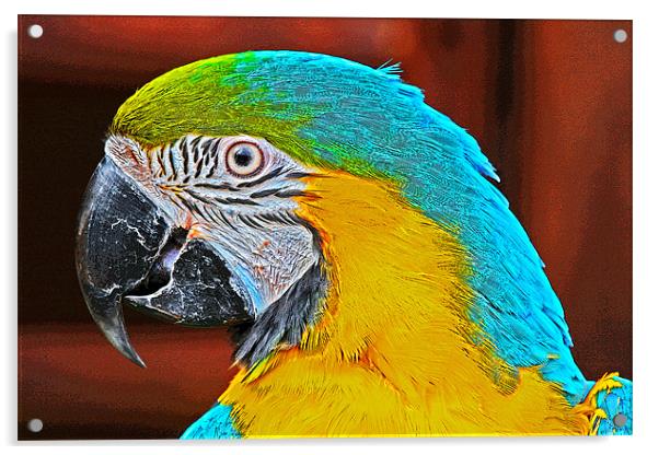 Colourful Macaw Acrylic by Rachel & Martin Pics