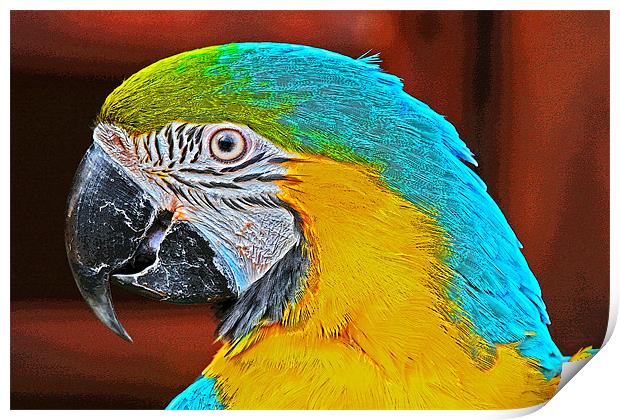 Colourful Macaw Print by Rachel & Martin Pics