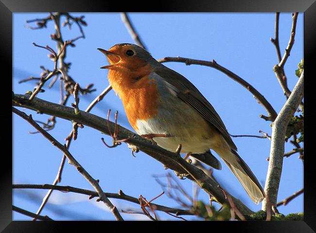 Vocal Robin Framed Print by Will Black