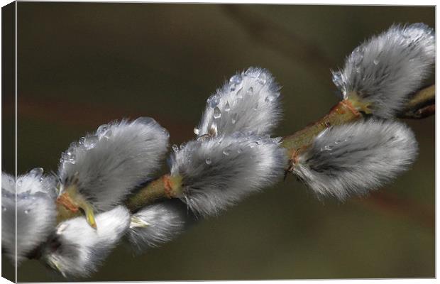 Pussy Willow Canvas Print by Will Black