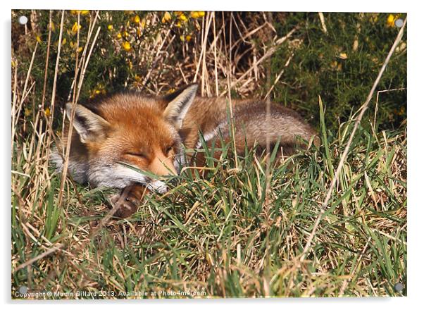 Mr Fox Acrylic by Martin Billard