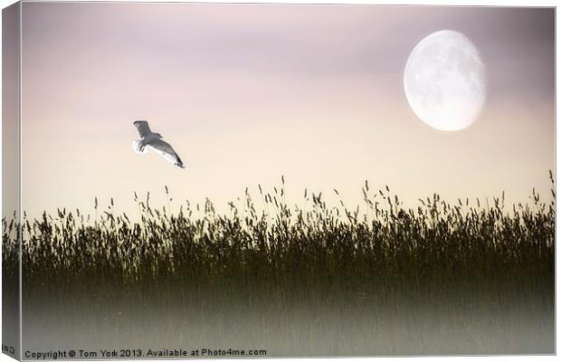 ABOVE THE TALL GRASS Canvas Print by Tom York