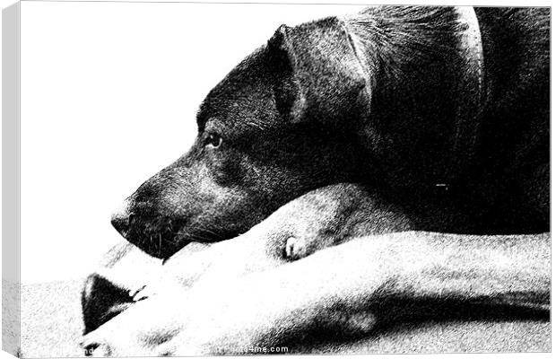 Resting Dog Canvas Print by Andrew Vernon
