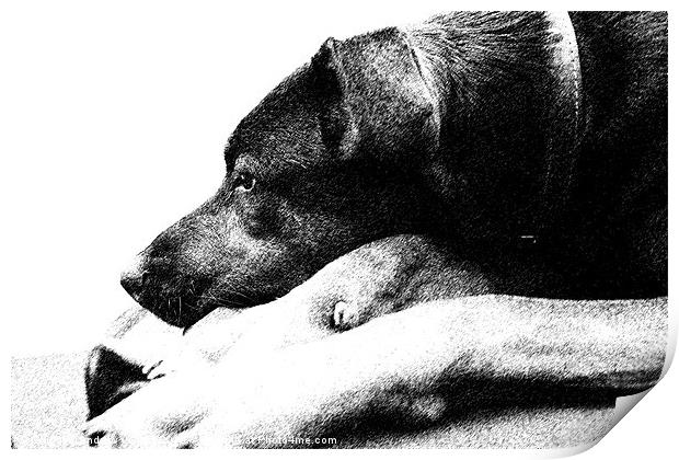 Resting Dog Print by Andrew Vernon