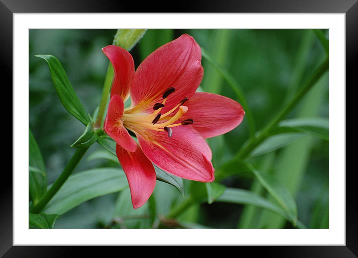 Beautiful Pink Lily Framed Mounted Print by Shari DeOllos