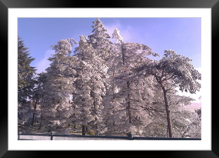 TREES COVERED IN ICE. Framed Mounted Print by nigel jones