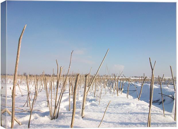 twigs in a field of snow Canvas Print by jonny england
