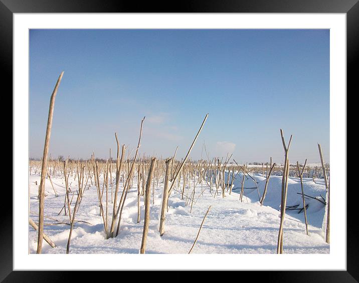 twigs in a field of snow Framed Mounted Print by jonny england