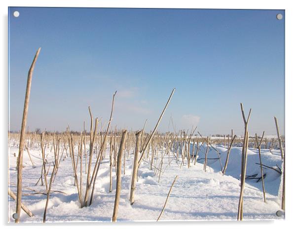 twigs in a field of snow Acrylic by jonny england