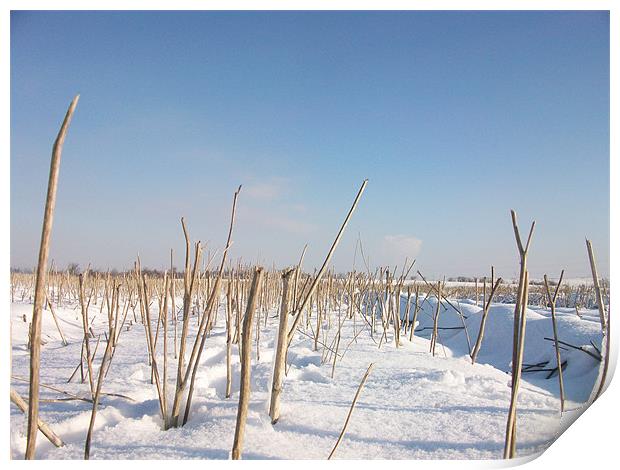 twigs in a field of snow Print by jonny england