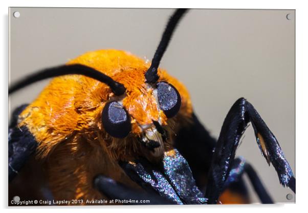 moths face Acrylic by Craig Lapsley
