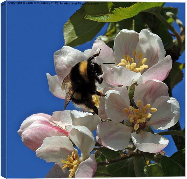 Bumble Bee on Apple Blossom Canvas Print by John McCoubrey