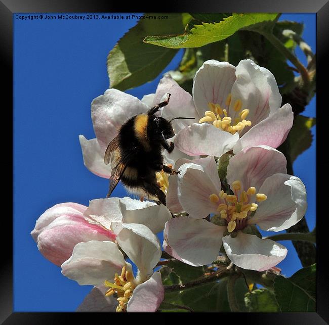 Bumble Bee on Apple Blossom Framed Print by John McCoubrey