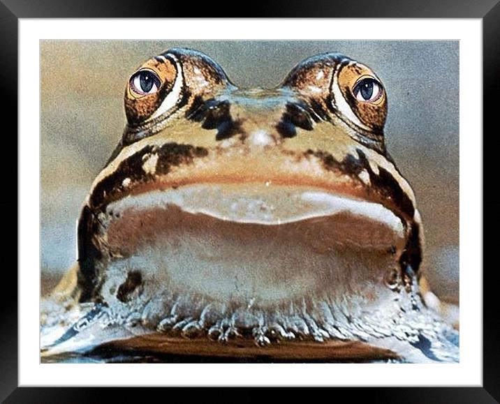 Mr. Frogger Framed Mounted Print by Michael Dorsey
