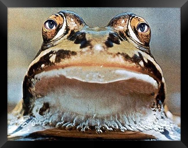 Mr. Frogger Framed Print by Michael Dorsey