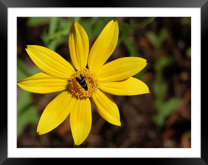 Flower and Bug Framed Mounted Print by Shari DeOllos
