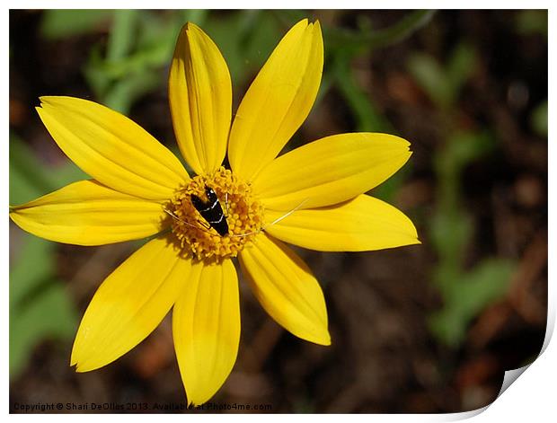 Flower and Bug Print by Shari DeOllos