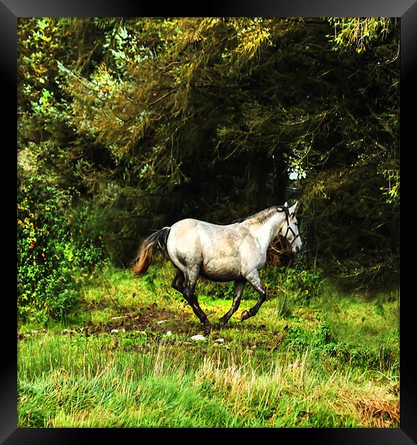 Horse in the field Framed Print by Matthew Laming