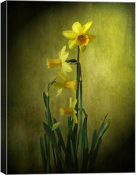 Daffodils. Canvas Print by Debra Kelday