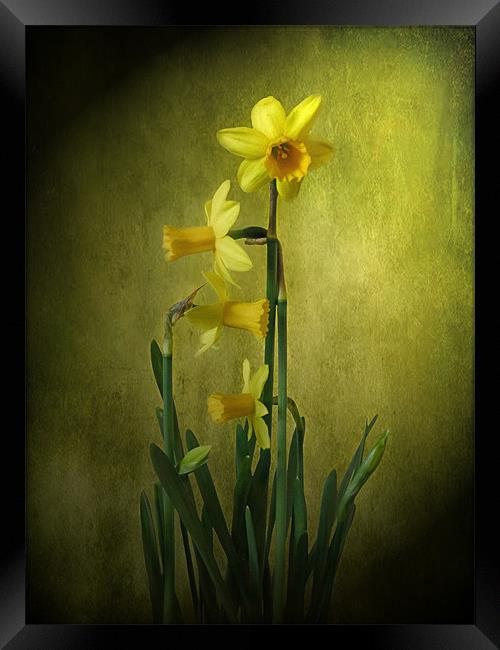 Daffodils. Framed Print by Debra Kelday