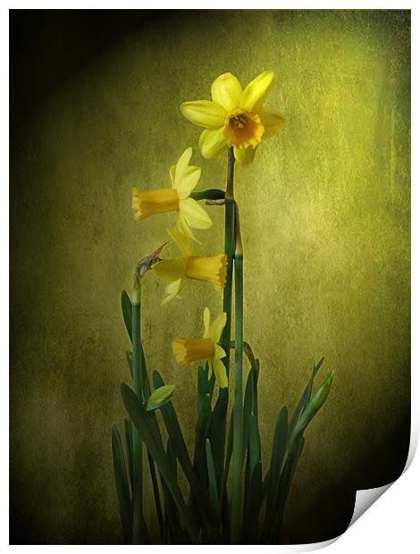 Daffodils. Print by Debra Kelday