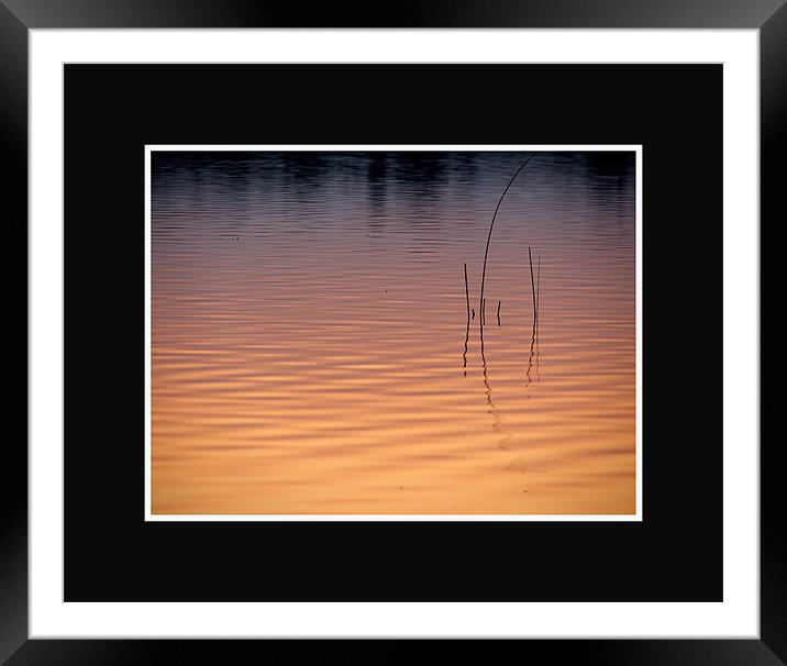 Water Reeds  Framed Mounted Print by Heather Kitchen