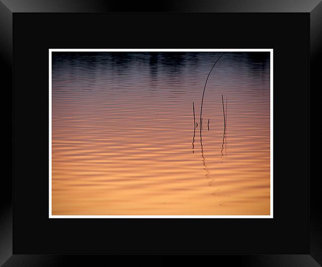 Water Reeds  Framed Print by Heather Kitchen